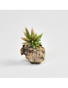 Tillandsia Bryoides Ecoterrazas 2