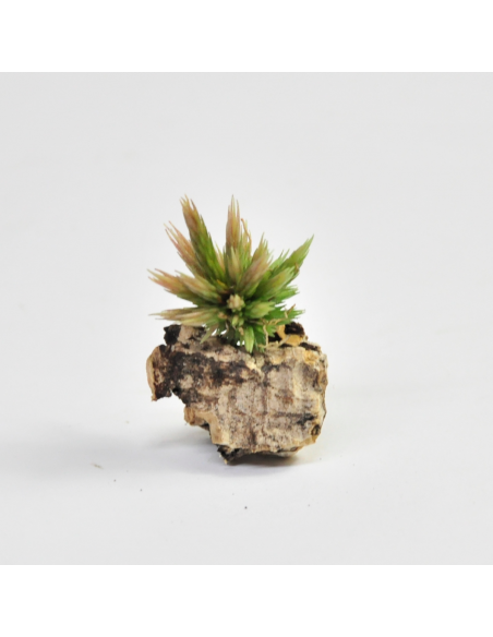 Tillandsia Bryoides Ecoterrazas