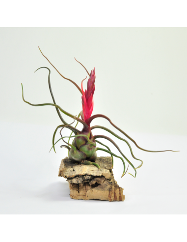 Tillandsia Bulbosa Ecoterrazas