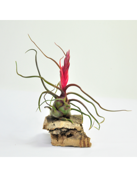 Tillandsia Bulbosa Ecoterrazas