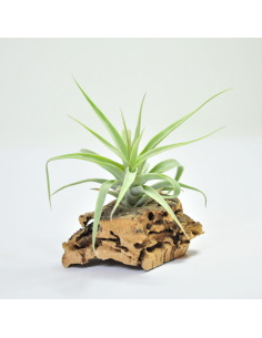Tillandsia Cacticola Ecoterrazas