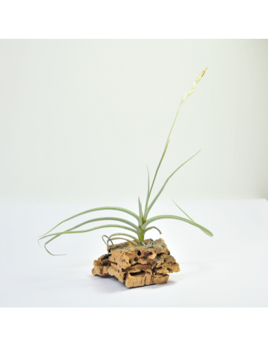 Tillandsia Caliginosa Ecoterrazas