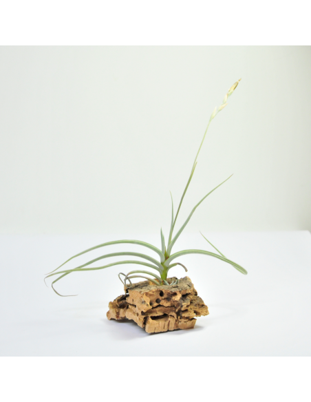 Caliginosa Tillandsia Ecoterrazas