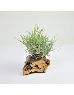 Capillaris Tillandsia type 1 Ecoterrazas