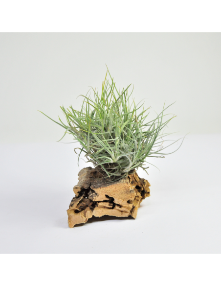 Capillaris Tillandsia type 1 Ecoterrazas