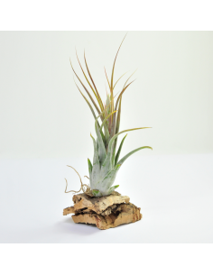 Circinata Tillandsia Ecoterrazas
