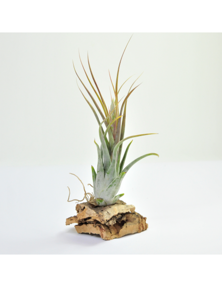 Circinata Tillandsia Ecoterrazas
