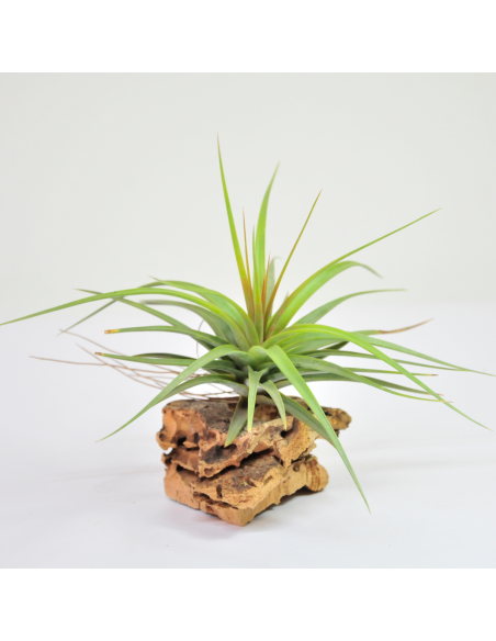 Concolor Tillandsia Ecoterrazas
