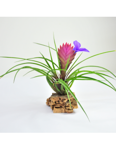 Cyanea Tillandsia Ecoterrazas