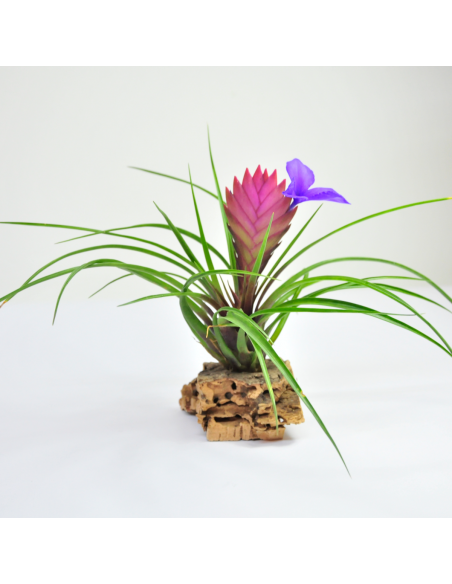 Cyanea Tillandsia Ecoterrazas