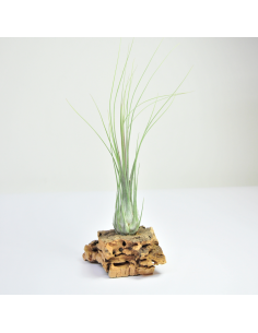 Tillandsia Disticha Ecoterrazas 2