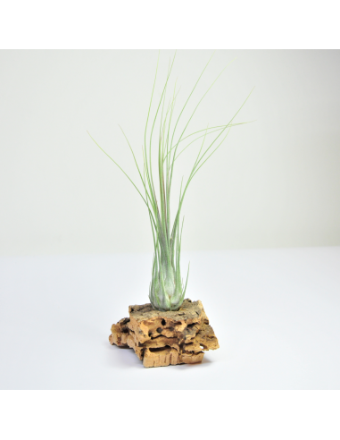 Disticha Tillandsia Ecoterrazas