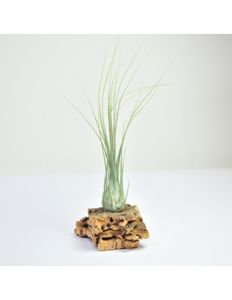 Tillandsia Disticha Ecoterrazas