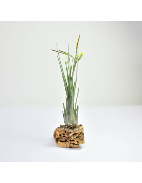 Tillandsia Disticha Ecoterrazas