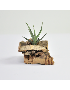 Tillandsia Dorotheae Ecoterrazas