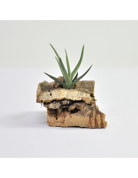 Tillandsia Dorotheae Ecoterrazas