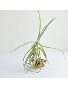 Duratii Tillandsia Ecoterrazas