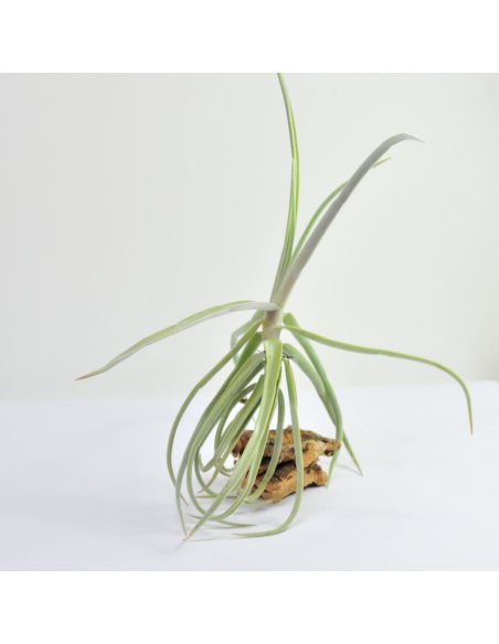 Duratii Tillandsia Ecoterrazas