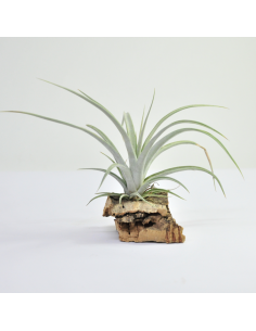 Tillandsia Elizabethae Ecoterrazas