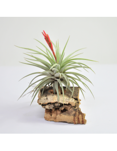 Tillandsia Espinosae Ecoterrazas