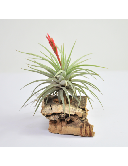 Tillandsia Espinosae Ecoterrazas