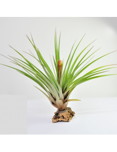 Fasciculata Tillandsia Ecoterrazas