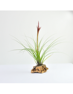 Tillandsia Festucoides Ecoterrazas