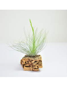 Tillandsia Filifolia Ecoterrazas