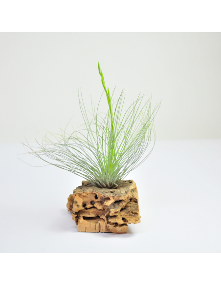 Tillandsia Filifolia Ecoterrazas