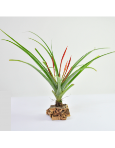 Flabellata Tillandsia Ecoterrazas