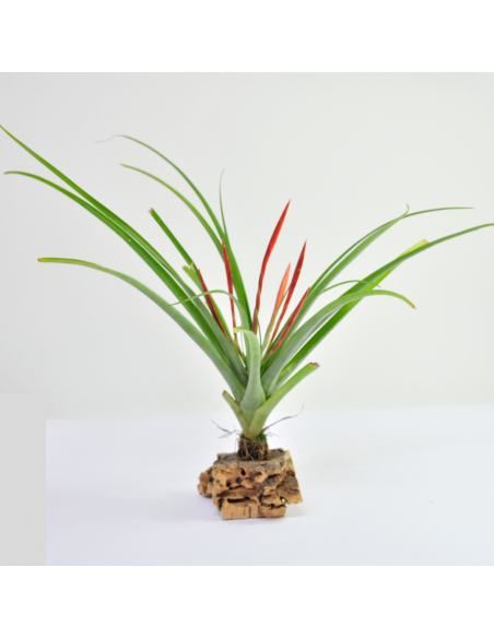 Flabellata Tillandsia Ecoterrazas