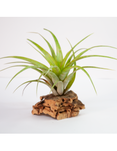 Tillandsia Flexuosa Ecoterrazas