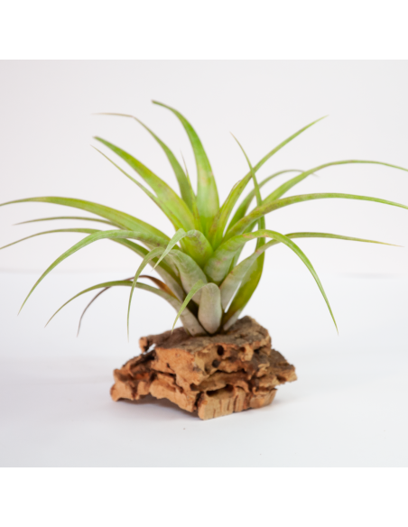 Tillandsia Flexuosa Ecoterrazas