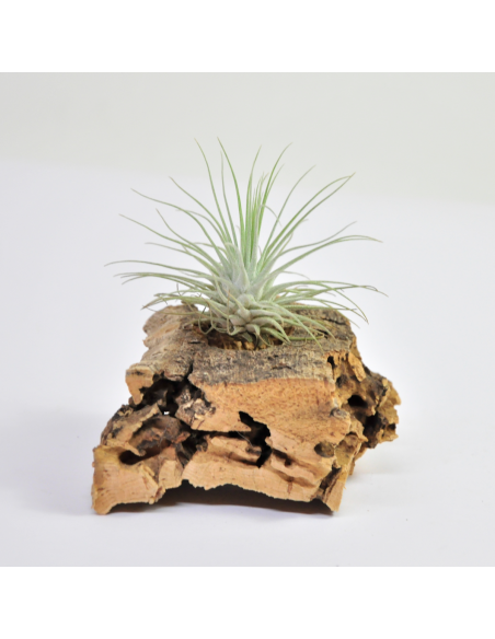 Tillandsia Fuchsii México Ecoterrazas