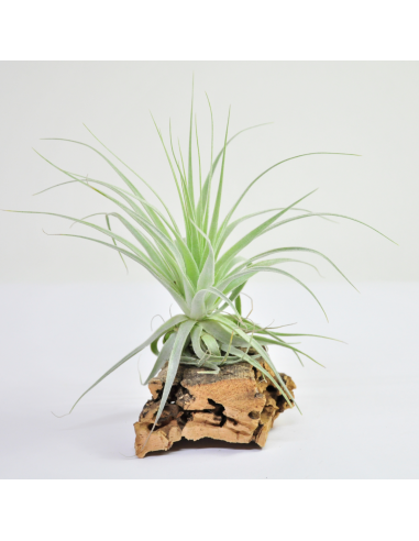 Tillandsia Gardneri Ecoterrazas