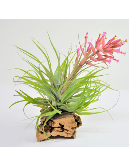 Tillandsia Geminiflora Ecoterrazas