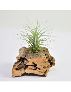 Tillandsia Heteromorpha Ecoterrazas