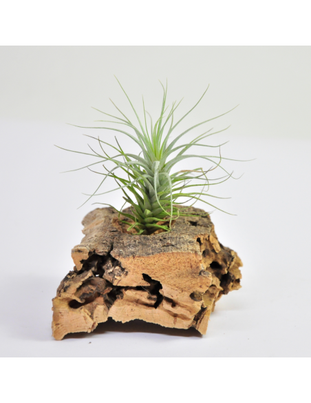 Tillandsia Heteromorpha Ecoterrazas