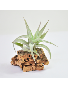 Tillandsia Hondurensis Ecoterrazas