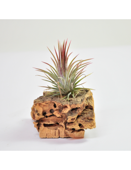Tillandsia Ionantha Fuego Ecoterrazas
