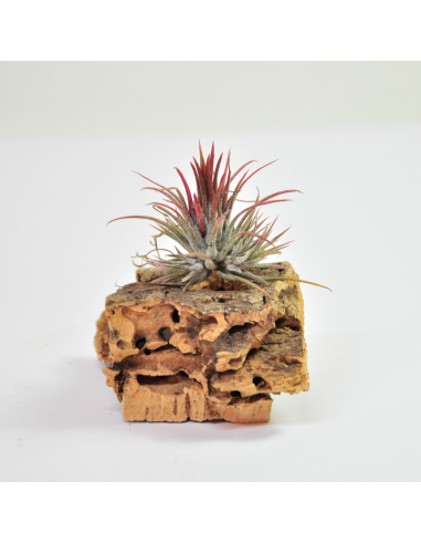 Tillandsia Ionantha Fuego Ecoterrazas