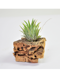 Tillandsia Ionantha Haselnuss Ecoterrazas