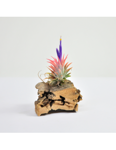 Tillandsia Ionantha Mexico Ecoterrazas
