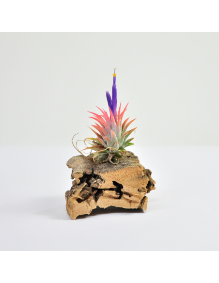 Tillandsia Ionantha Mexico Ecoterrazas