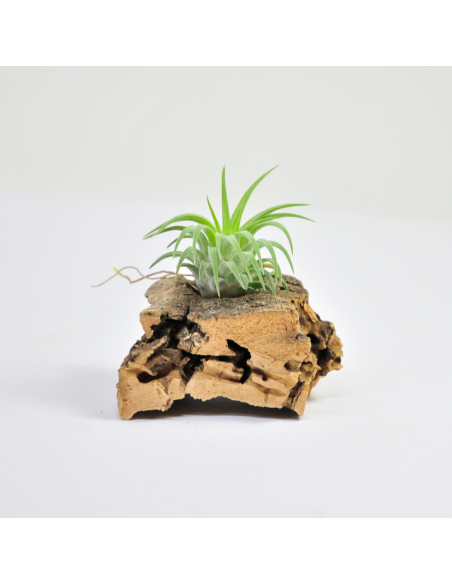 Ionantha ron Tillandsia Ecoterrazas
