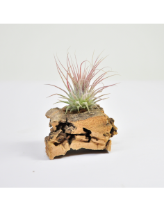 Tillandsia Ionantha Rosea Ecoterrazas