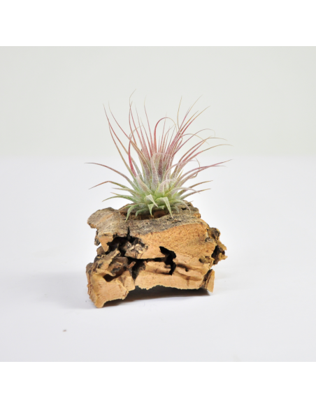 Ionantha rosea Tillandsia Ecoterrazas