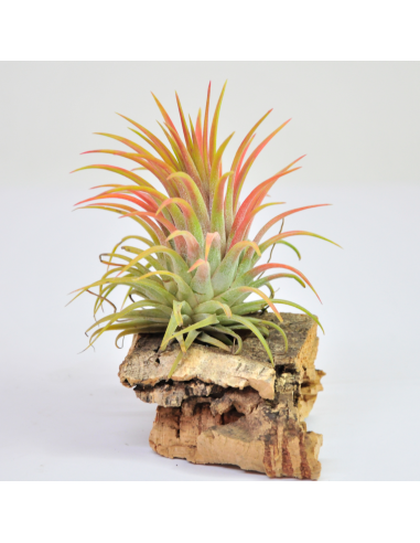 Tillandsia Ionantha Rubra Ecoterrazas