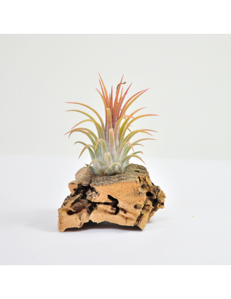 Ionantha rubra peach Tillandsia Ecoterrazas