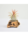 Ionantha rubra peach Tillandsia Ecoterrazas